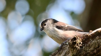 Long-tailed Tit Arima Fuji Park Sun, 10/2/2022