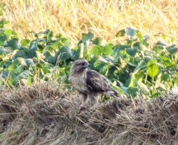 2022年10月1日(土) 近所の野鳥観察記録