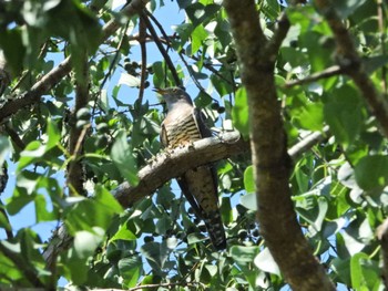 Oriental Cuckoo 静岡県立森林公園 Sun, 10/2/2022