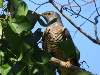 Oriental Cuckoo 静岡県立森林公園 Sun, 10/2/2022