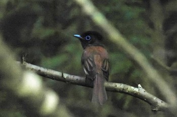 サンコウチョウ 各務野自然遺産の森 2022年7月22日(金)