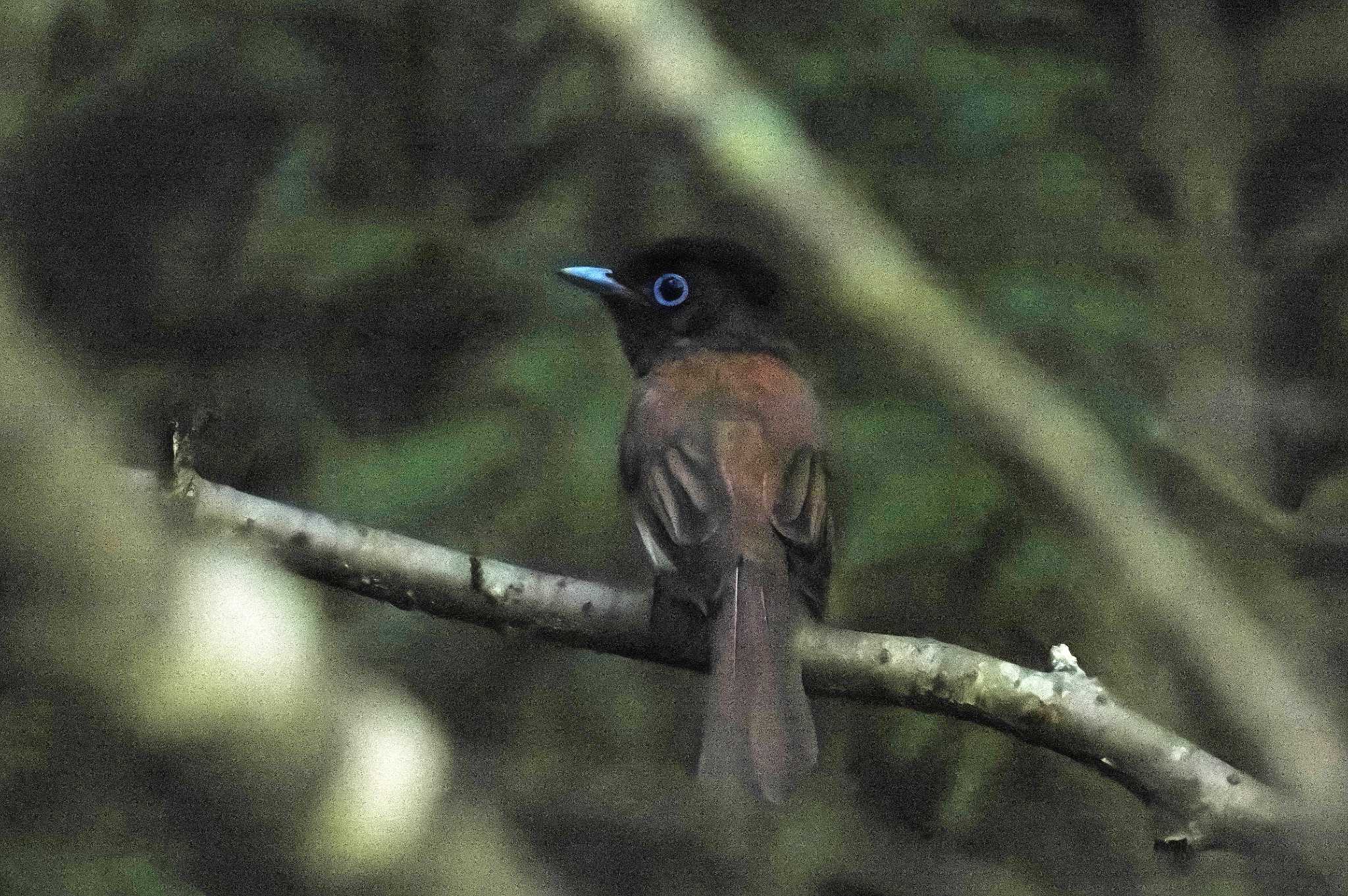 各務野自然遺産の森 サンコウチョウの写真 by KERON