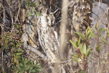 Long-eared Owl 大阪府大阪市 淀川 Wed, 1/24/2018