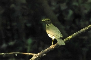 Japanese Thrush 各務野自然遺産の森 Fri, 7/22/2022