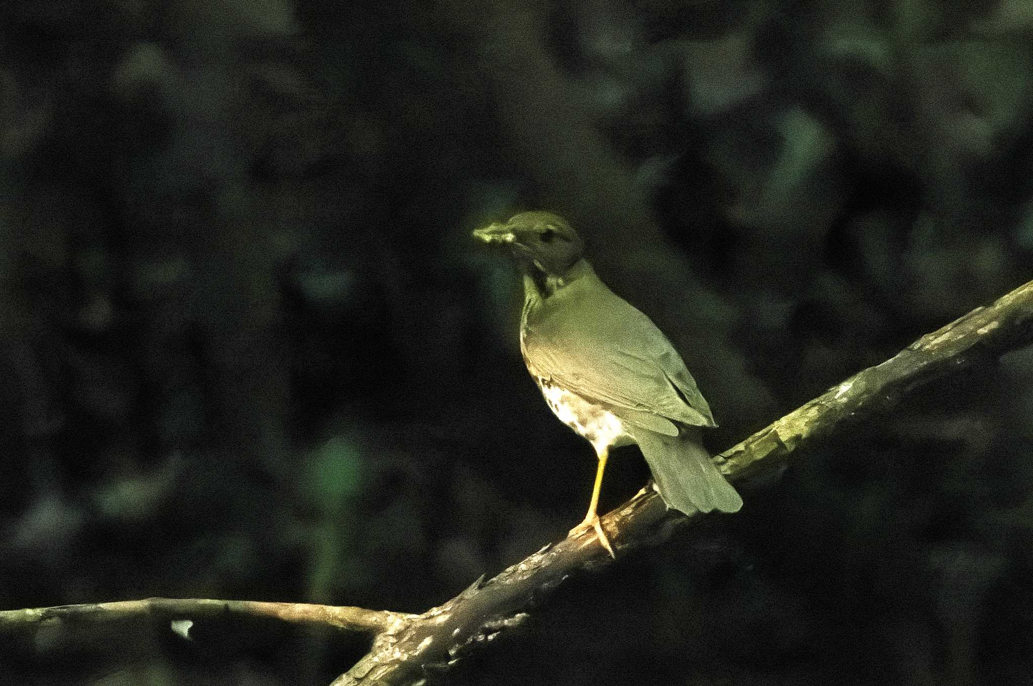 各務野自然遺産の森 クロツグミの写真 by KERON