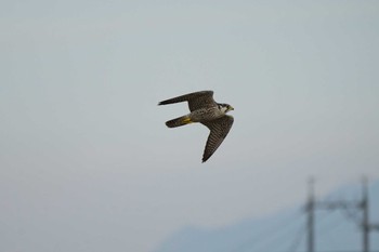 Peregrine Falcon 潟ノ内(島根県松江市) Sun, 10/2/2022