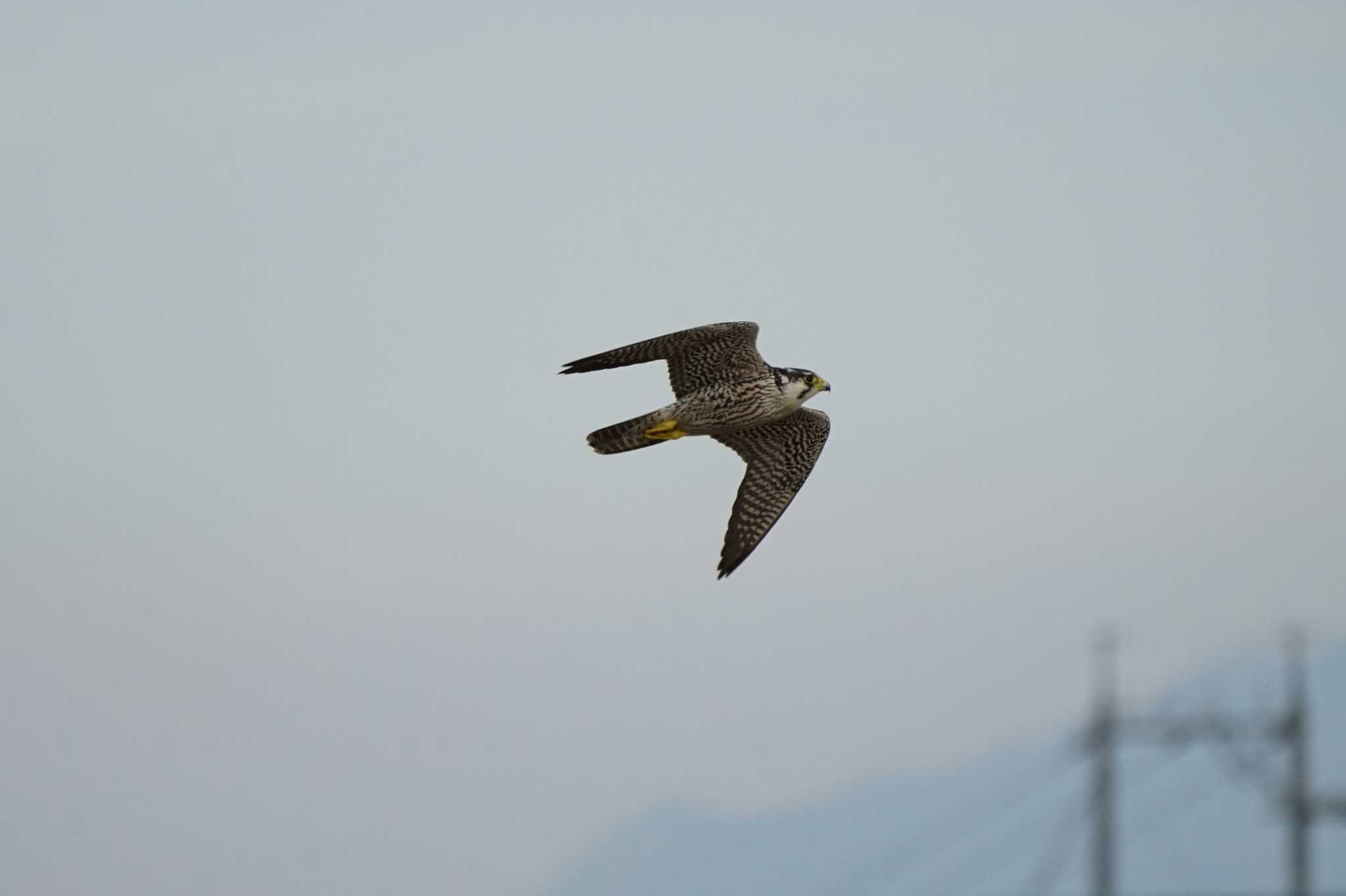 Photo of Peregrine Falcon at 潟ノ内(島根県松江市) by ひらも