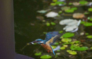 2022年10月2日(日) 天王寺公園(大阪市)の野鳥観察記録