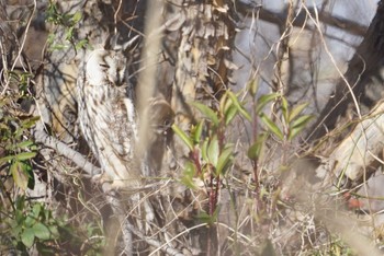 Long-eared Owl 大阪府大阪市 淀川 Wed, 1/24/2018