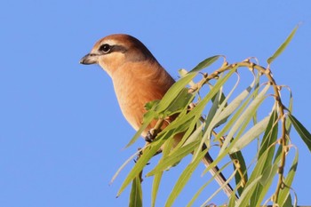 Bull-headed Shrike Shin-yokohama Park Sun, 10/2/2022