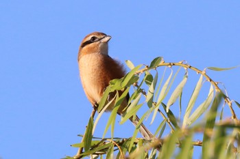 Bull-headed Shrike Shin-yokohama Park Sun, 10/2/2022