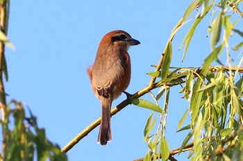 Bull-headed Shrike Shin-yokohama Park Sun, 10/2/2022