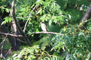 Spotted Flycatcher 祖父江ワイルドネイチャー緑地 Sun, 10/2/2022