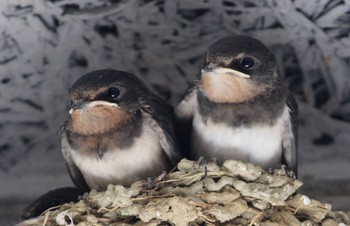 Barn Swallow 神戸市灘区 Tue, 8/2/2022