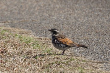 2018年1月24日(水) 大阪府大阪市 淀川の野鳥観察記録