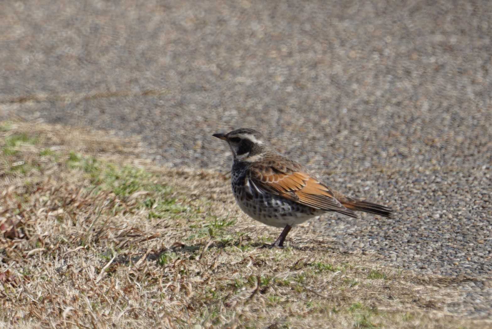 Dusky Thrush