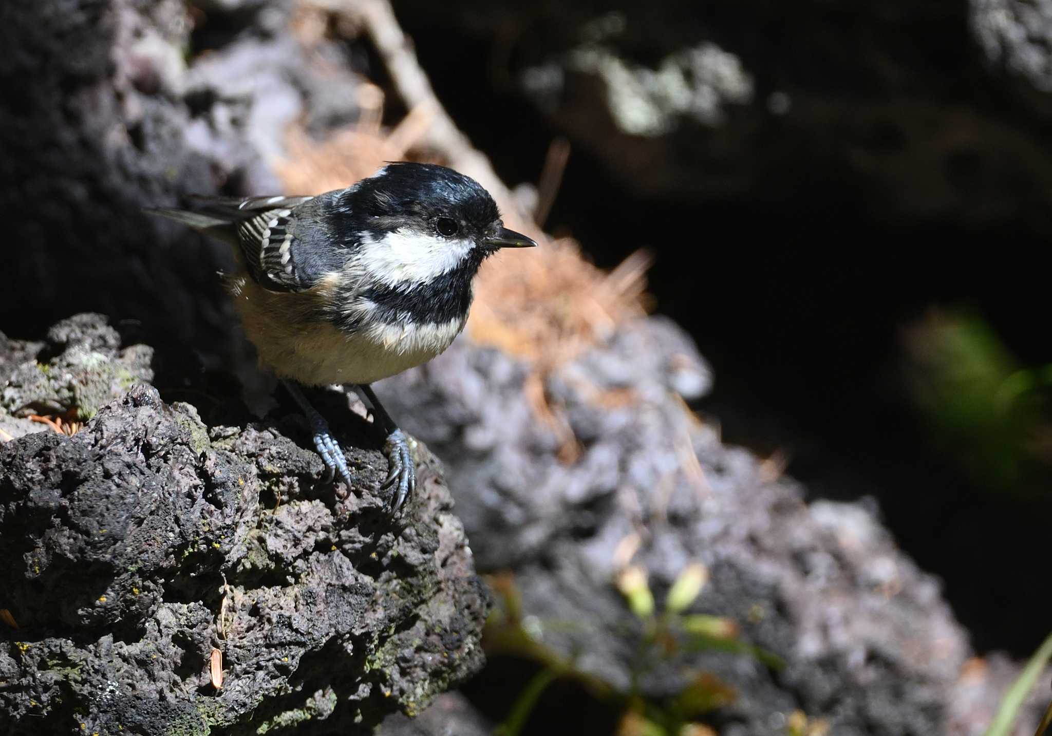 Coal Tit