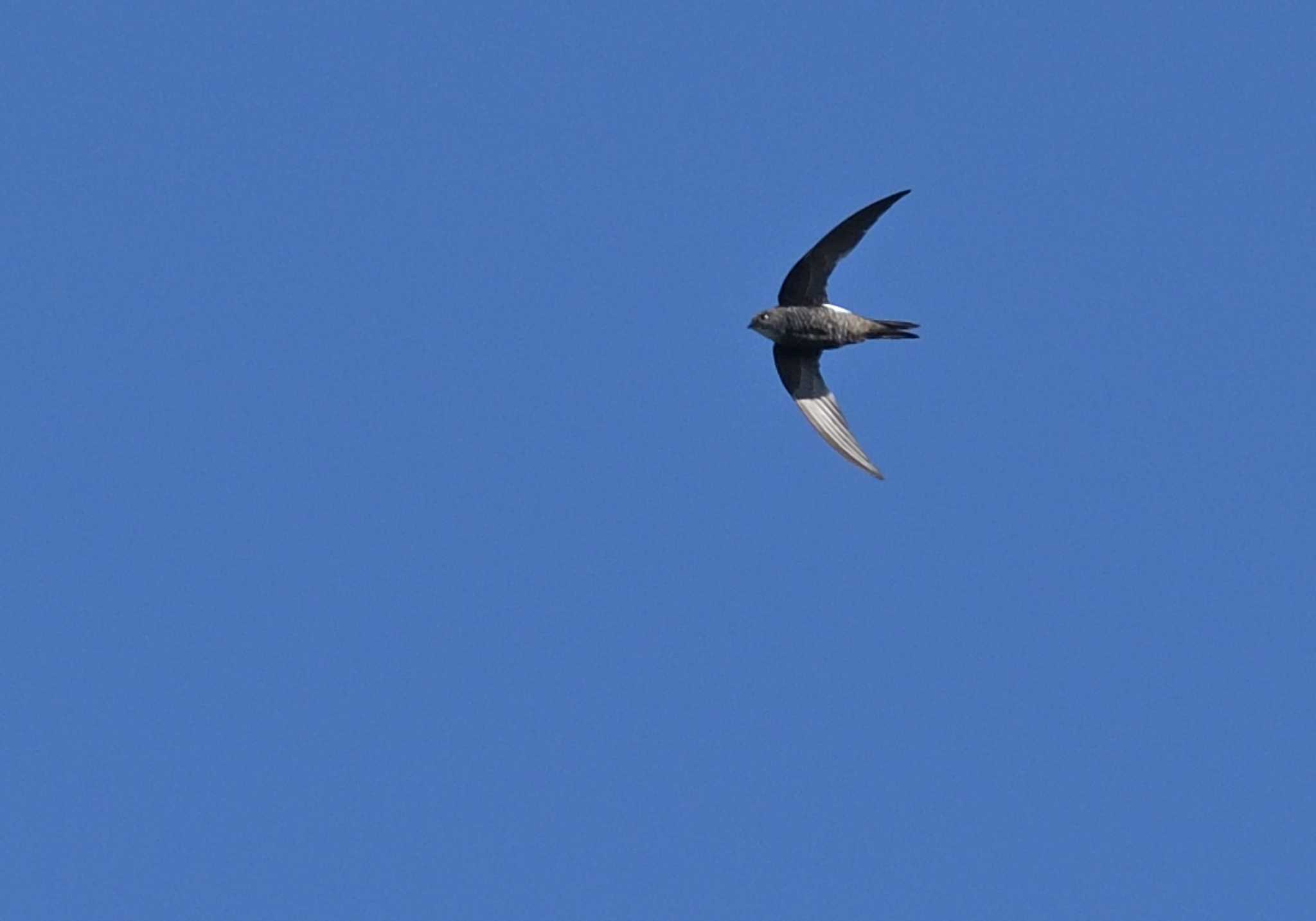 Pacific Swift