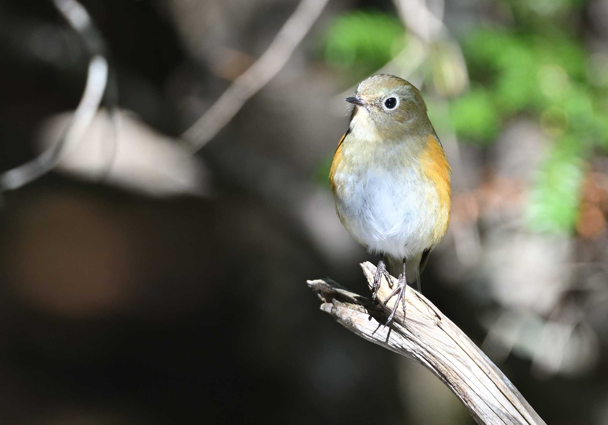 Red-flanked Bluetail