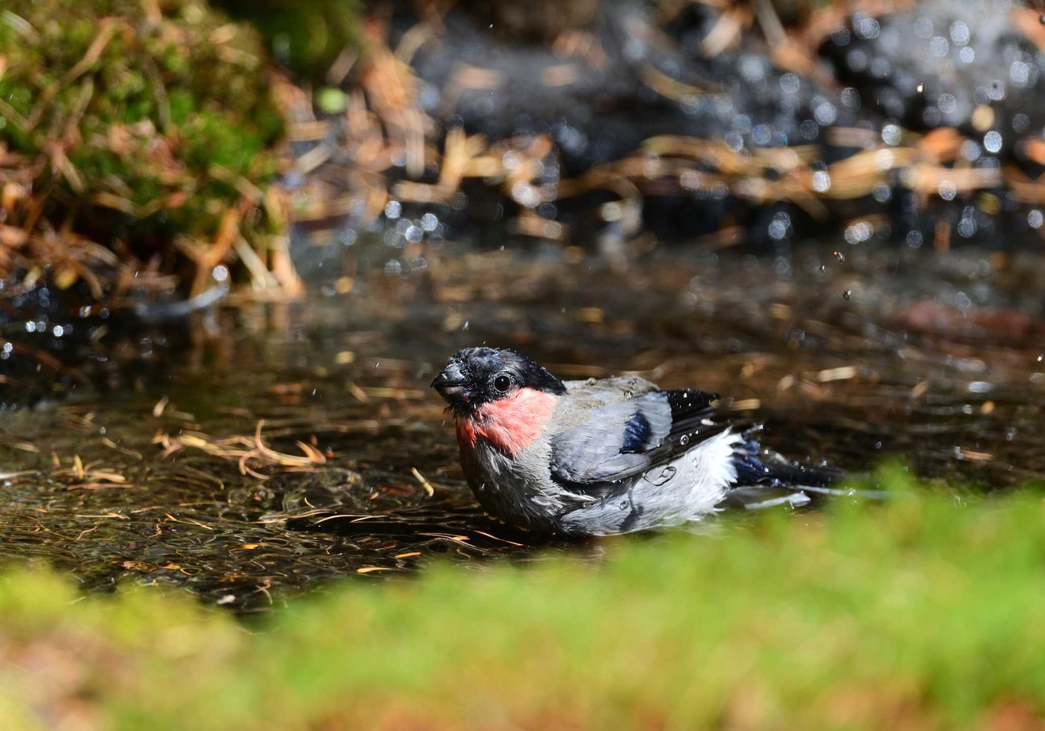 Eurasian Bullfinch