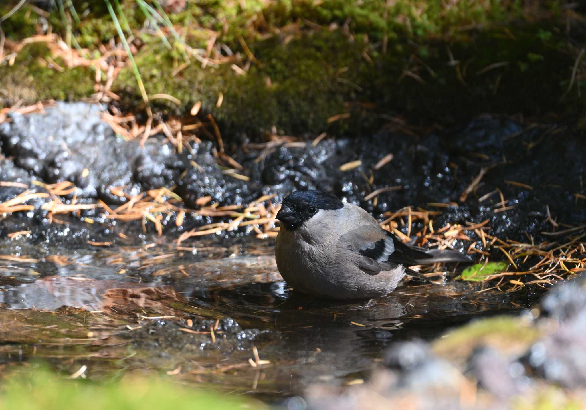 Eurasian Bullfinch