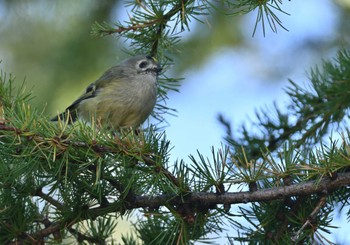 2022年10月2日(日) 奥庭荘(富士山)の野鳥観察記録