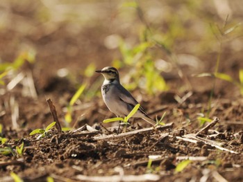 White Wagtail Isanuma Sun, 10/2/2022