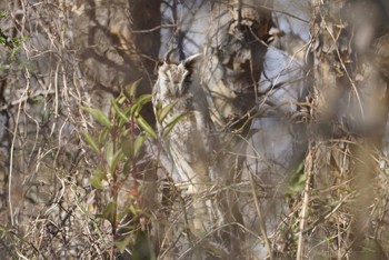 Long-eared Owl 大阪府大阪市 淀川 Wed, 1/24/2018