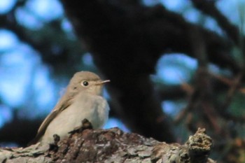 Asian Brown Flycatcher 友ヶ島 Sun, 10/2/2022