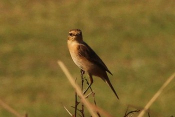 Amur Stonechat 友ヶ島 Sun, 10/2/2022