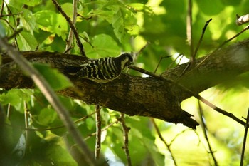 2022年10月2日(日) 北本自然観察公園の野鳥観察記録