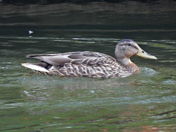 マガモ 河川環境楽園 2022年10月2日(日)