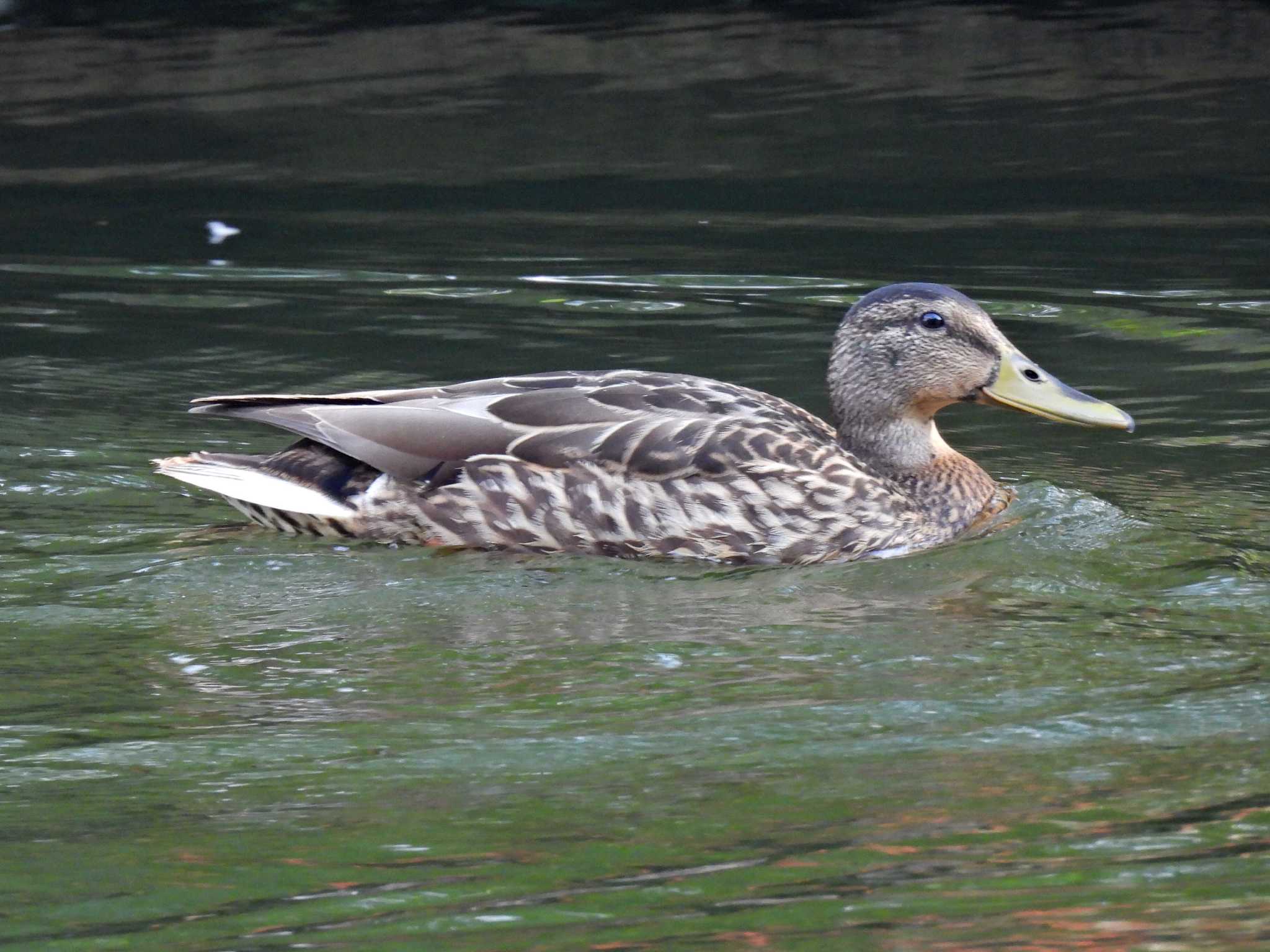 河川環境楽園 マガモの写真