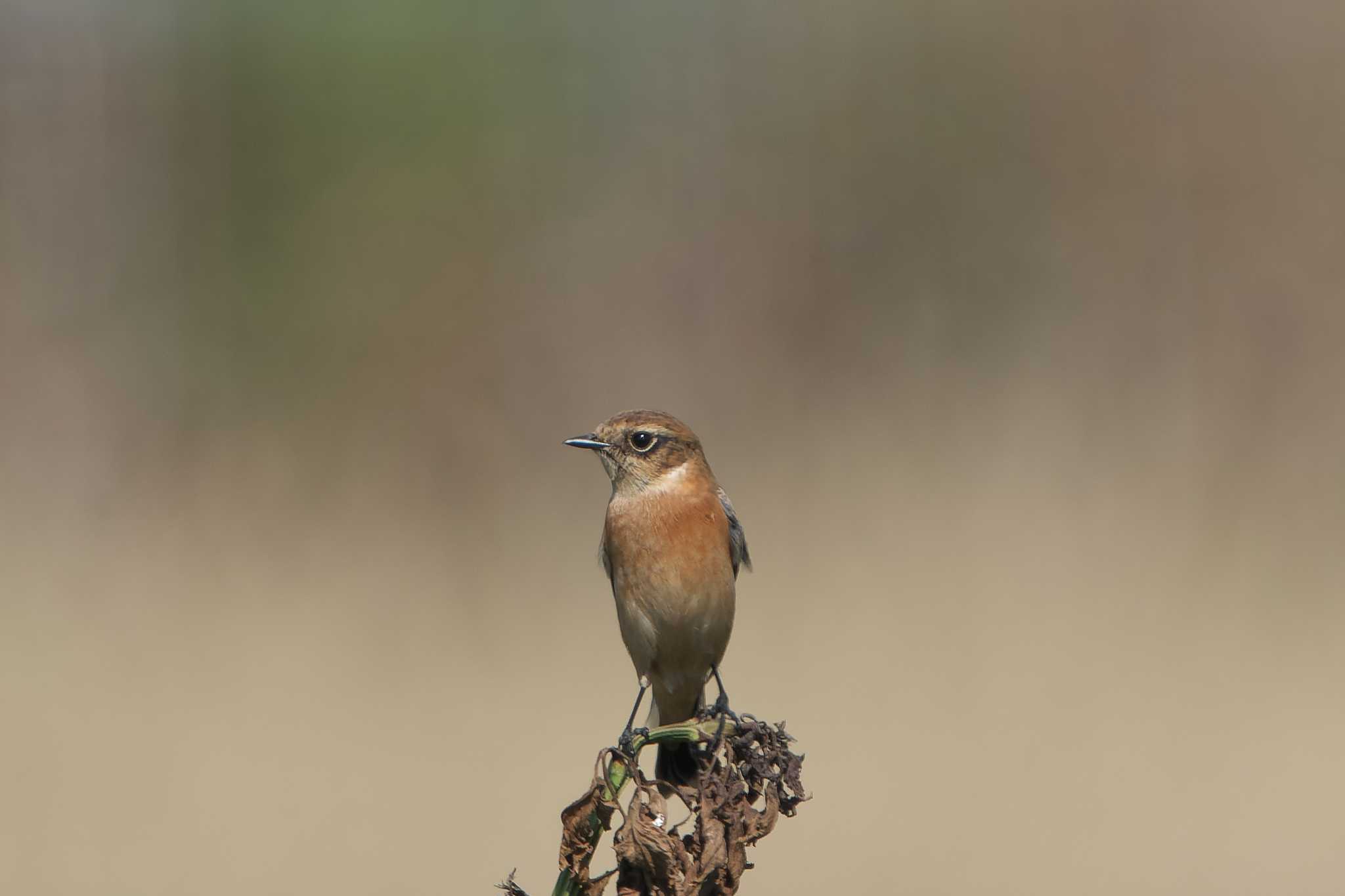 Amur Stonechat