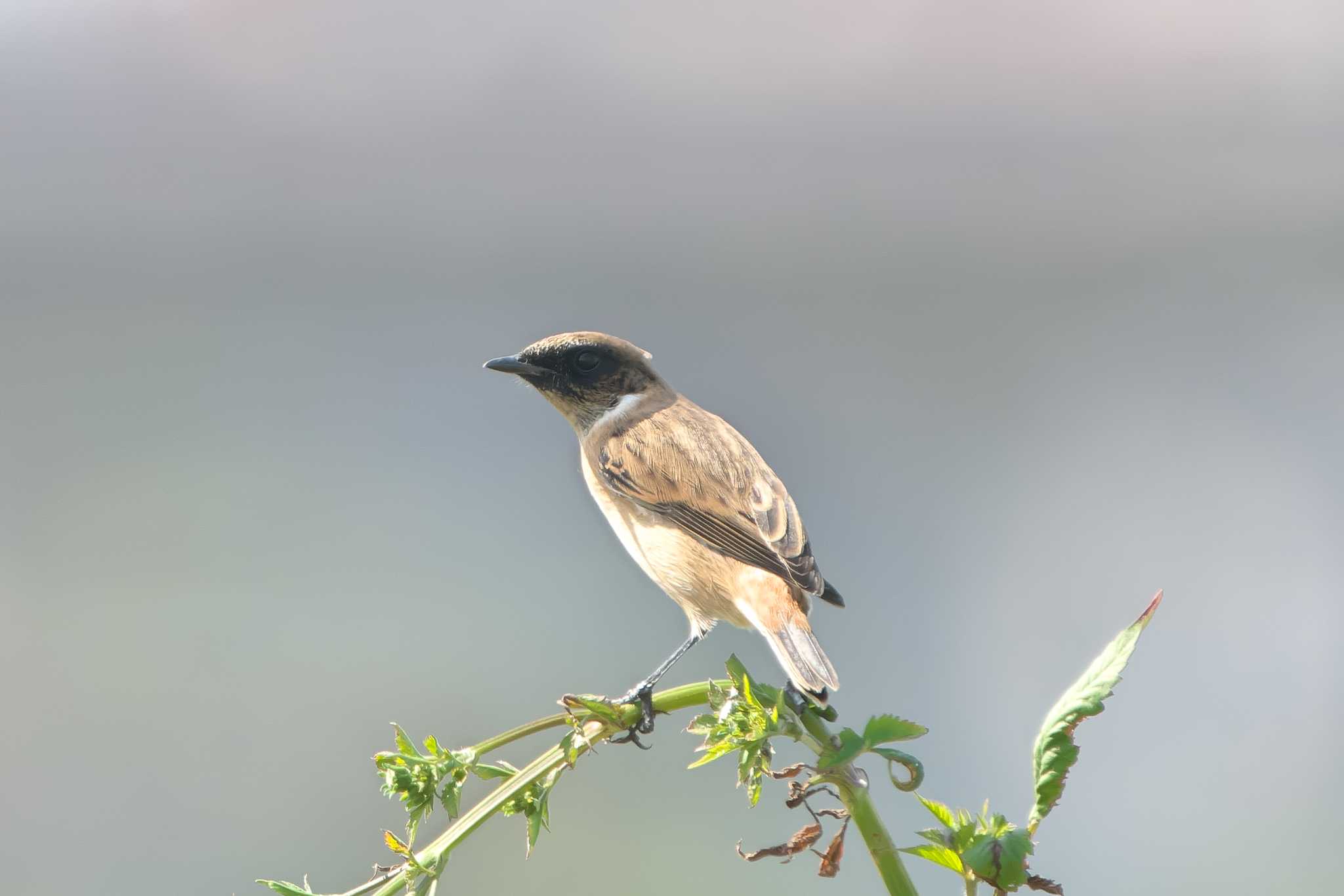 Amur Stonechat