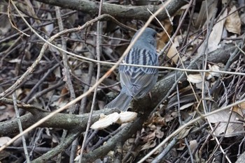 Grey Bunting 中山寺(奥之院) Sun, 1/21/2018