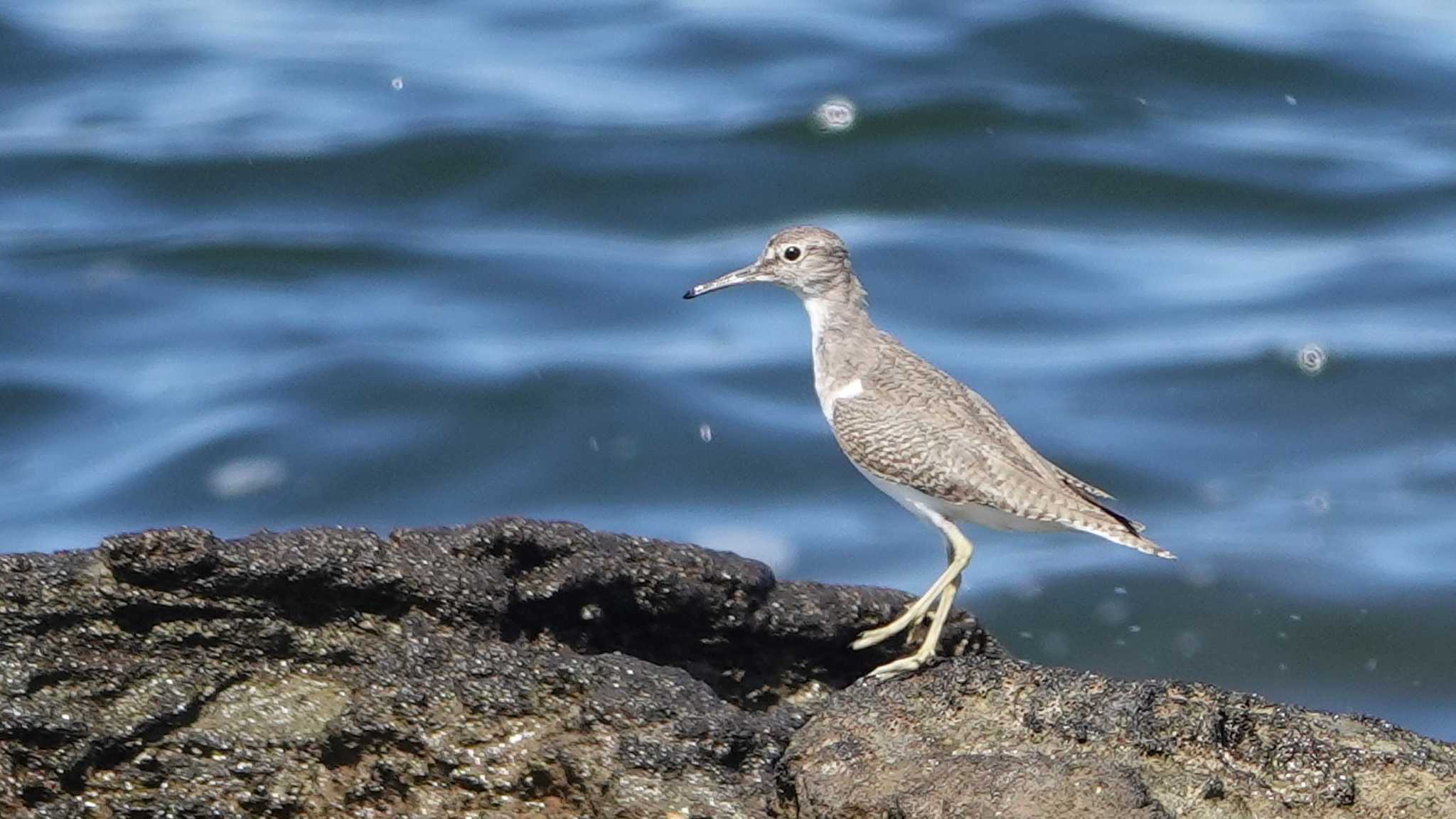 観音埼 イソシギの写真