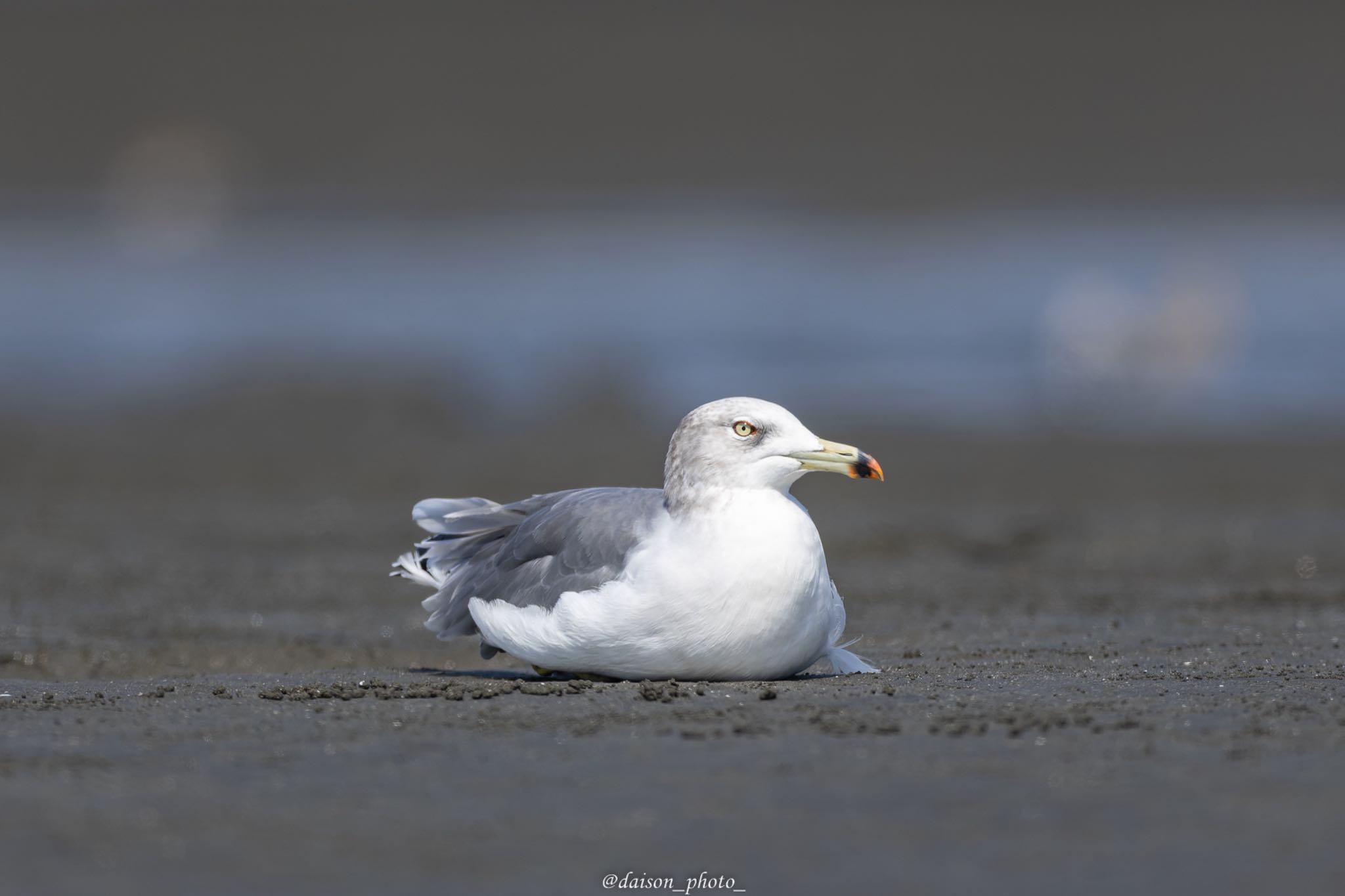 ふなばし三番瀬海浜公園 ウミネコの写真 by Daison