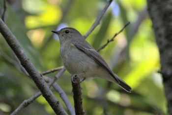2022年10月2日(日) 葛西臨海公園の野鳥観察記録