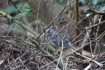 Grey Bunting 中山寺(奥之院) Sun, 1/21/2018