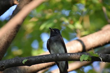 Black Paradise Flycatcher 大阪 Sun, 10/2/2022