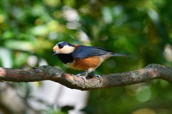 Varied Tit 西湖野鳥の森公園 Sun, 10/2/2022