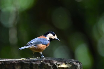 Varied Tit 西湖野鳥の森公園 Sun, 10/2/2022