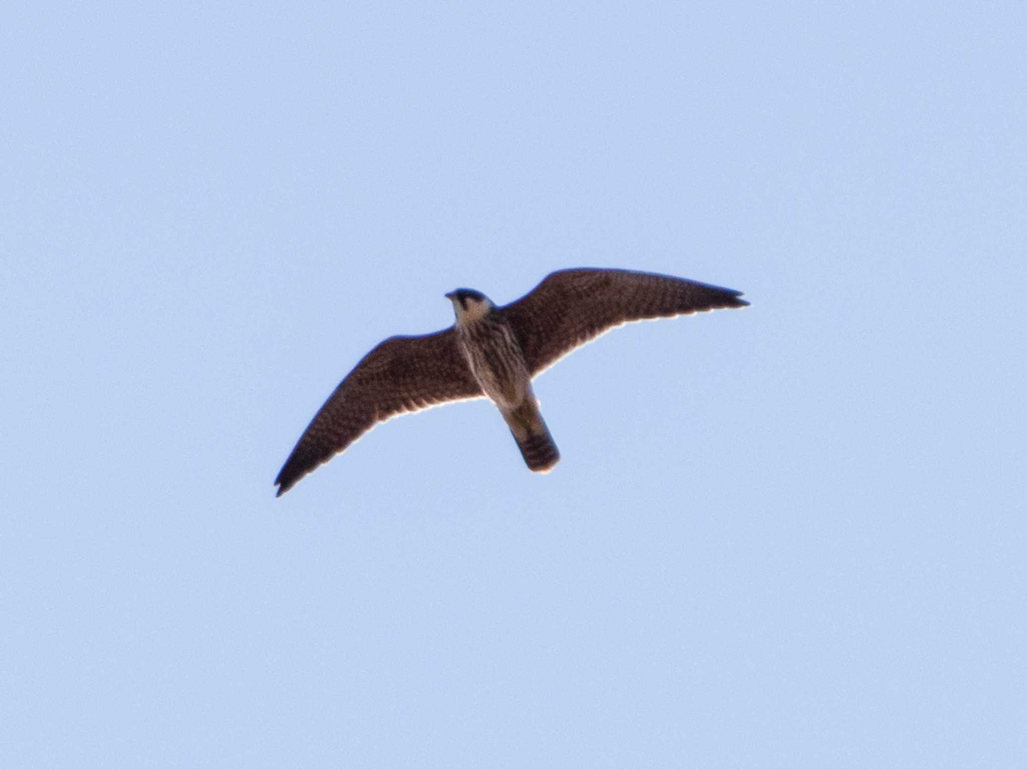 伊良湖岬 チゴハヤブサの写真