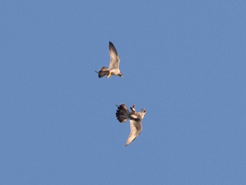 2022年10月1日(土) 伊良湖岬の野鳥観察記録