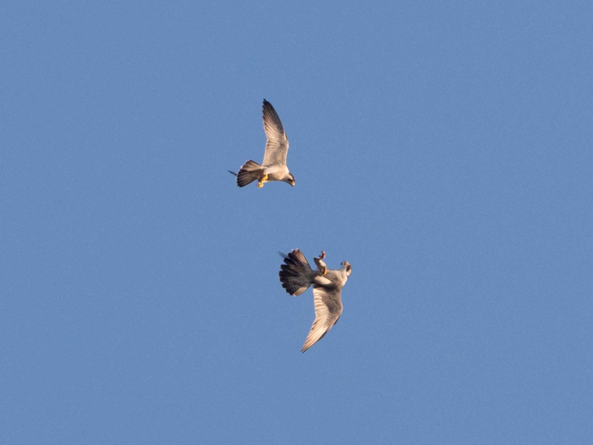 Peregrine Falcon