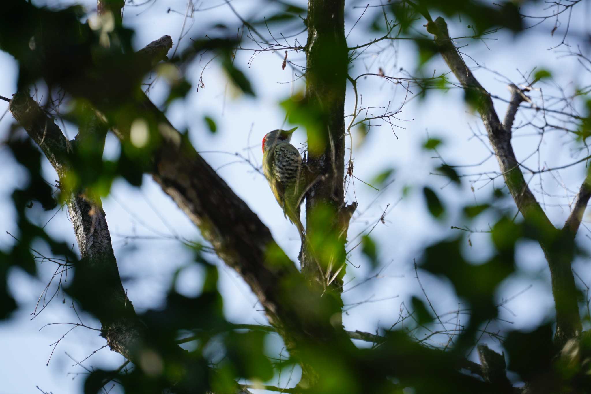 Photo of Japanese Green Woodpecker at 中山寺(奥之院) by マル