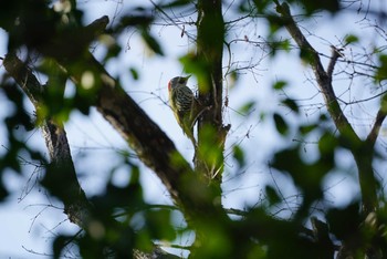 Japanese Green Woodpecker 中山寺(奥之院) Sun, 1/21/2018