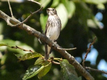 2022年10月1日(土) 権現山(弘法山公園)の野鳥観察記録