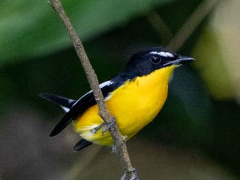 Yellow-rumped Flycatcher Jurong Lake Gardens Sun, 10/2/2022